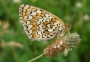 Melitaea phoebe ©  S. Beshkov